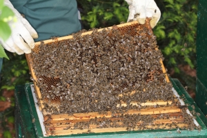die eignen Bienen - erste Durchsicht